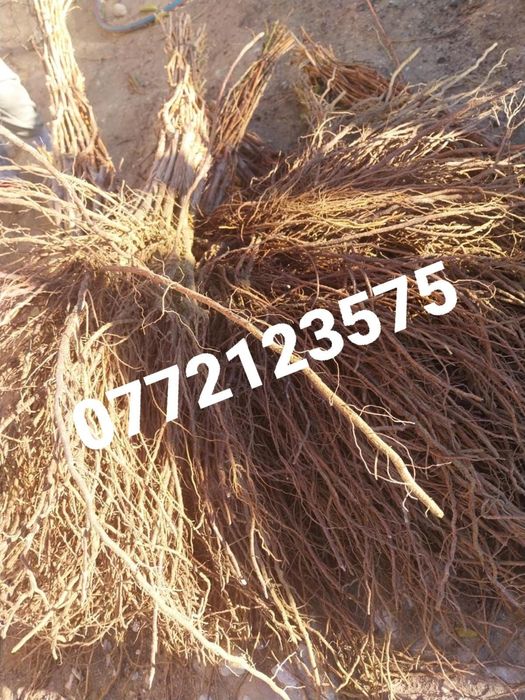 Butași vita de vie altoită și hibrid