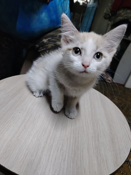 Отдам даром котика 3 месяца