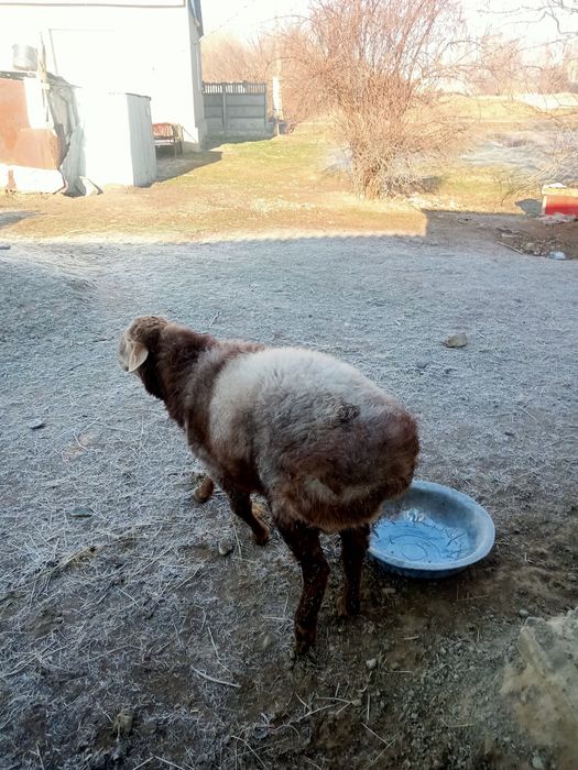 Қошқар сатылады семіз