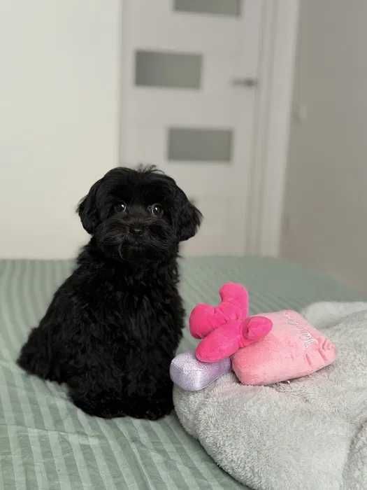 Щенки Мальтипу в черном окрасе