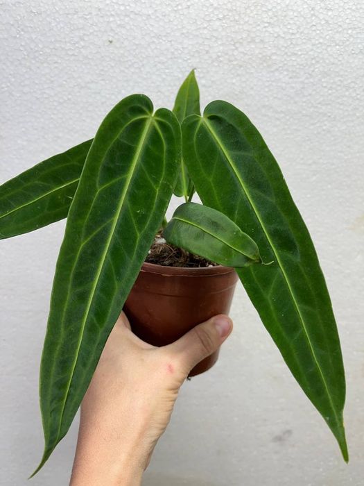 Антуриум Варок и Вейчи. Комнатные растения