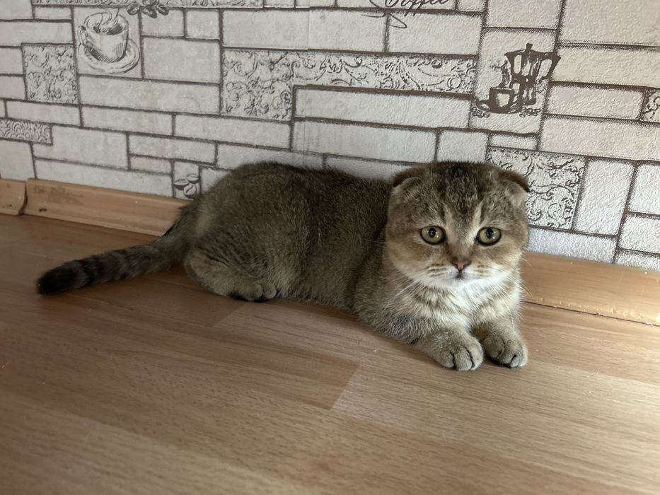 кошка шотландкая вислоухая