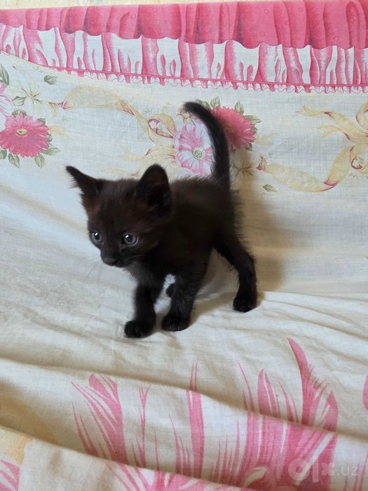 Отдам пару милых котят