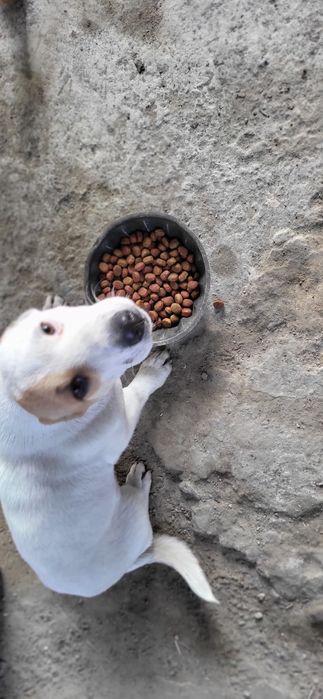 Собака мальчик белый