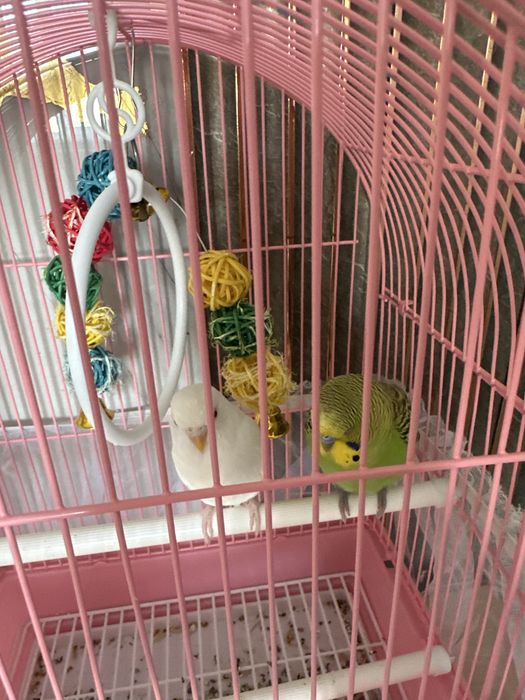 Продам 2 попугая с сеткой