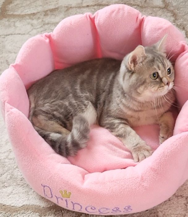 British shorthait tobby