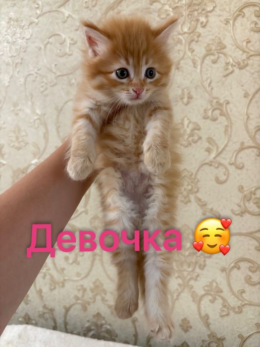 Котята домашние