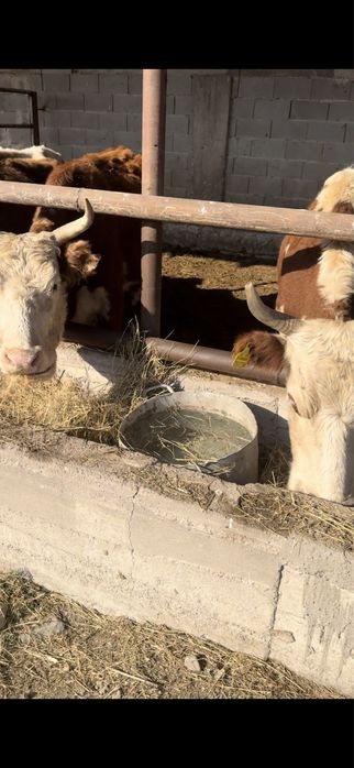 Сиыр сатылады 11 бас