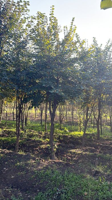 Катальпа Липа Дуб крупномеры