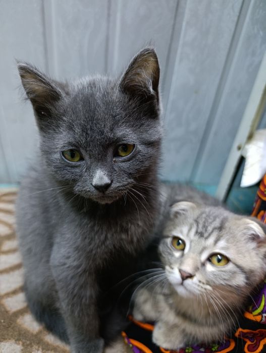 Mushuk skotch strayt ögil bola