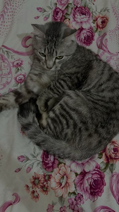 Отдам в добрые руки