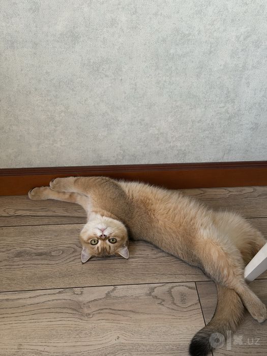 Связка с котом. Золотая шиншилла