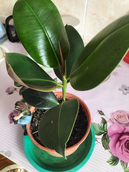 Фикус каучуковый.