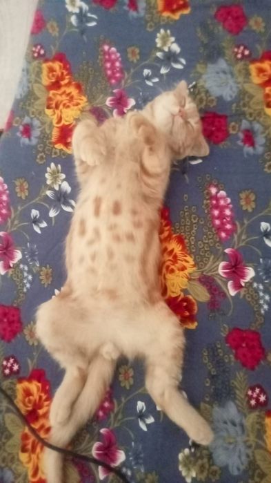 Вислоухие котенок