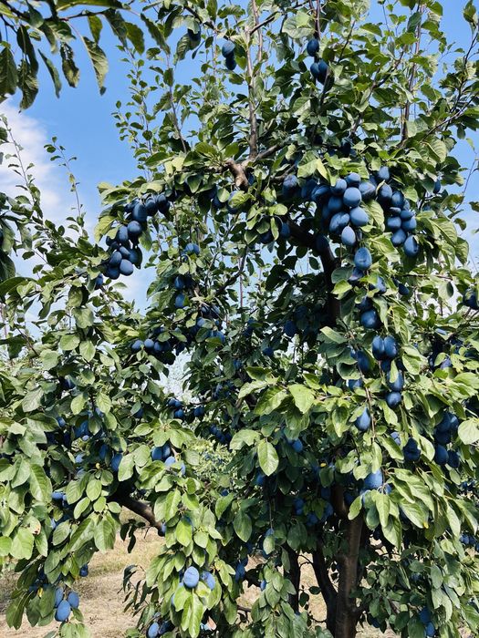 PRUNE Stanley + alte soiuri
