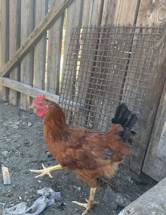 Продам молодых петухов