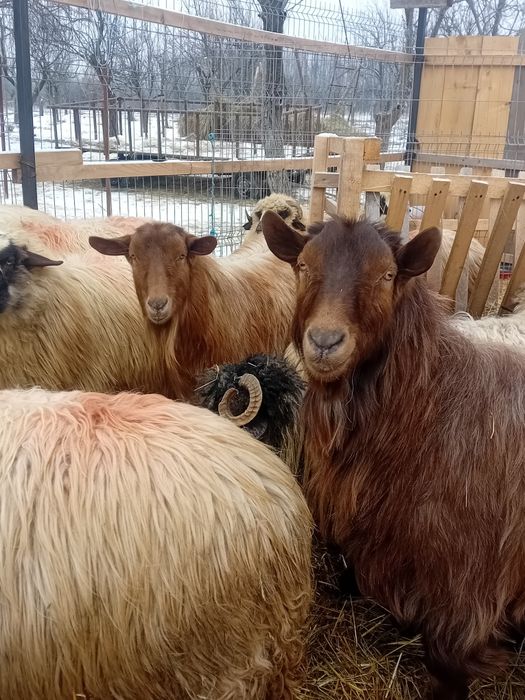 Vând sau schimb cu oi 2 țapi mari castrați