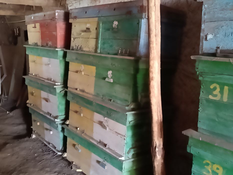 Asalari yashiklari komplekt