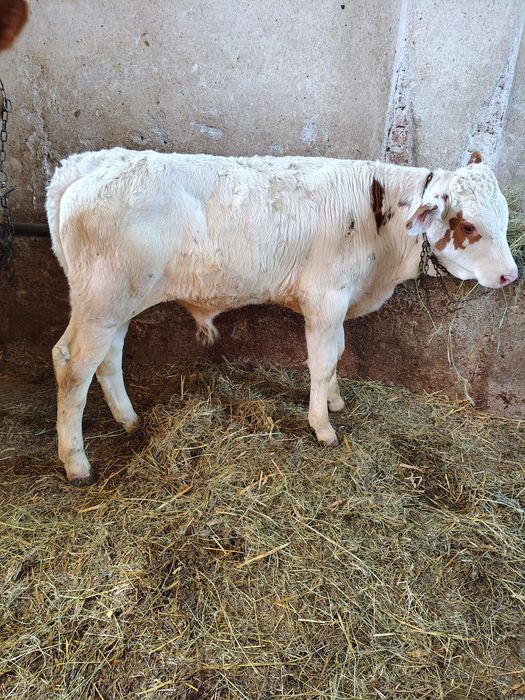 Vaca bălțată cu vitel