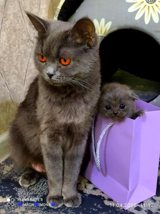 Skotish fold toza ogil va qiz bola bitadan qoldi toza qon 29 kunlik ra