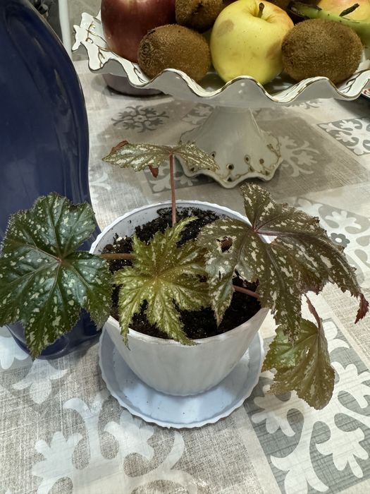 Комнатные цветы.