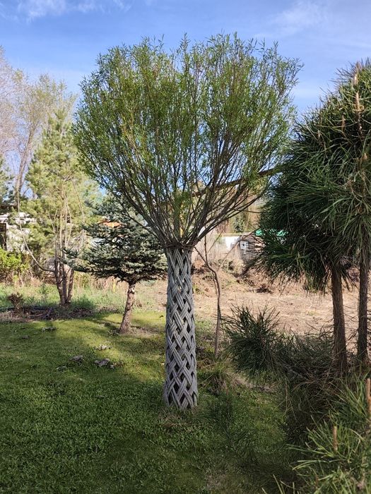 Ива плетённая шикарная