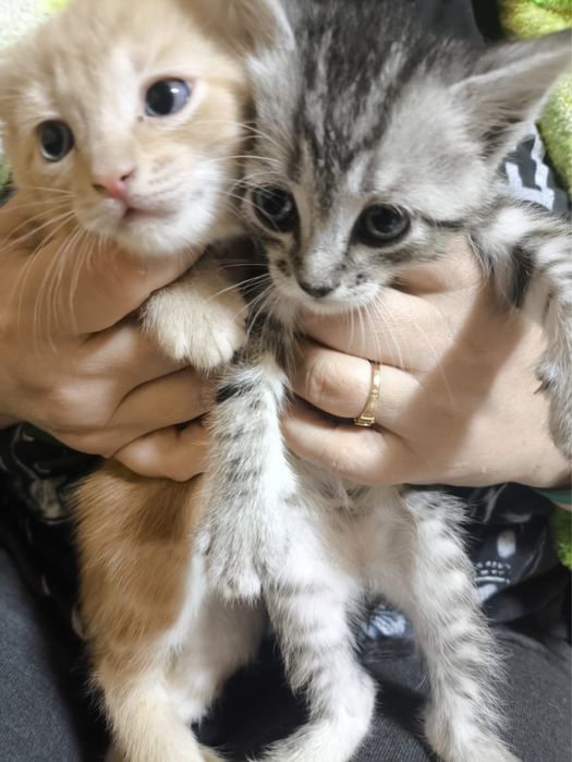 Отдам котят в добрые руки