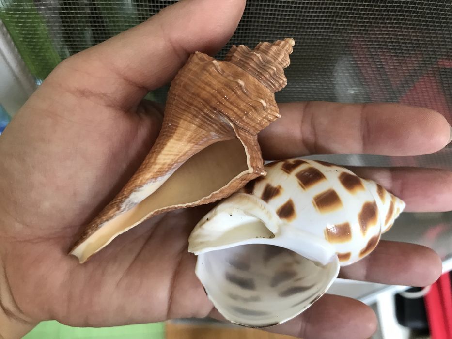 Морские раковины для тепла и уюта в доме