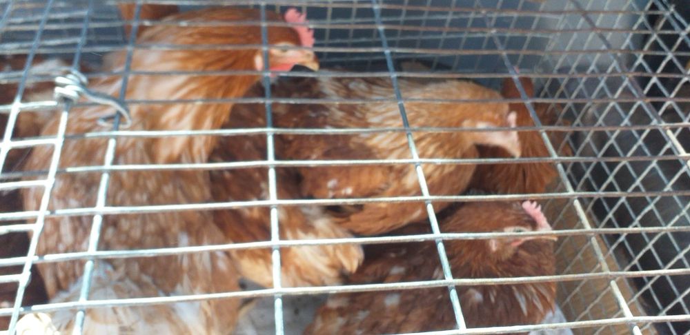 Куры молодка ломан браун