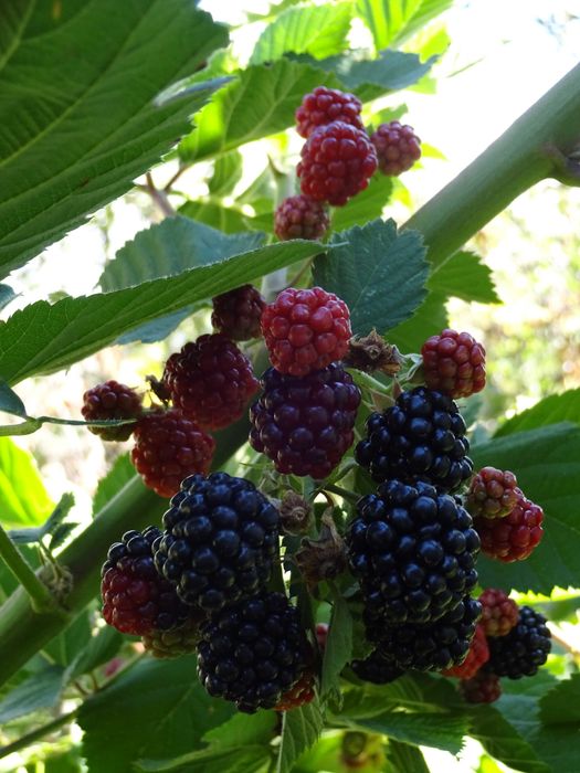 Дачу в горах продам.