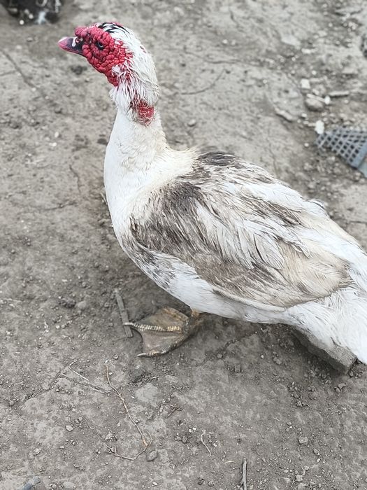 Vând rate mute și macanitoare