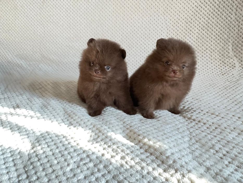 Померанские мини шпицы, окрас шоколадный