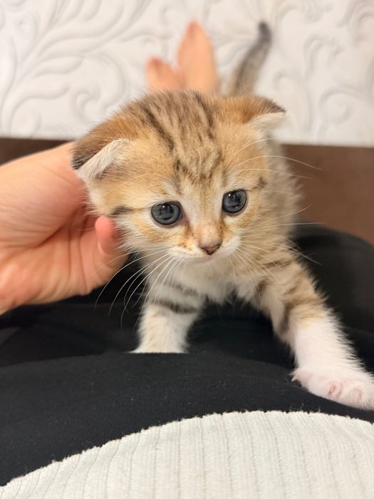 Веслоухий котенок
