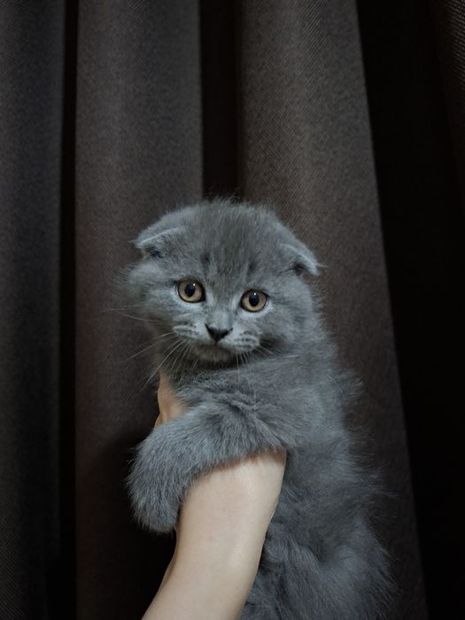 Котенок в добрые руки