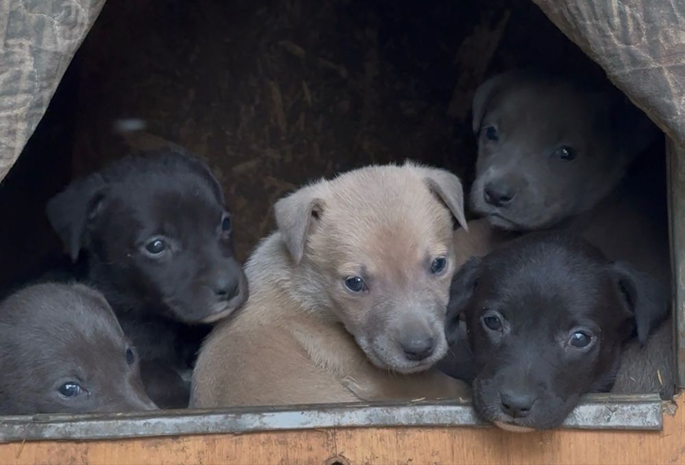 Щенки американского питбультерьера