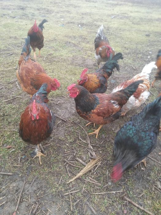 Xoroz sotaman 12 dona