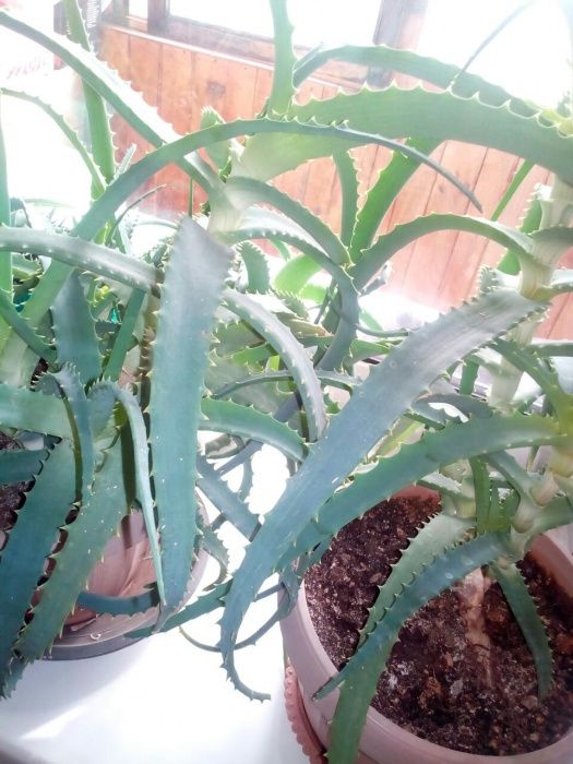 Продам алоэ лечебный