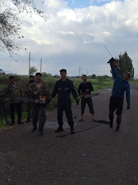 Спил вывоз выкарчёвка деревьев