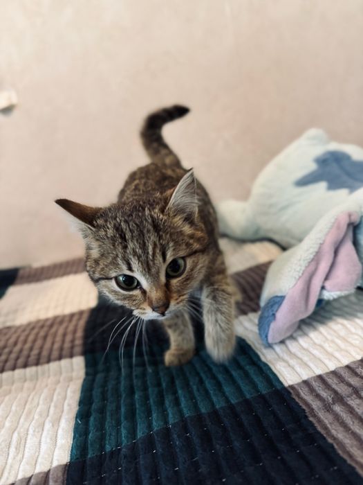 Отдам котенка в добрые руки