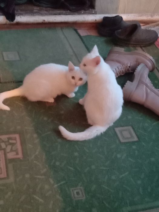 Котята в хорошие руки