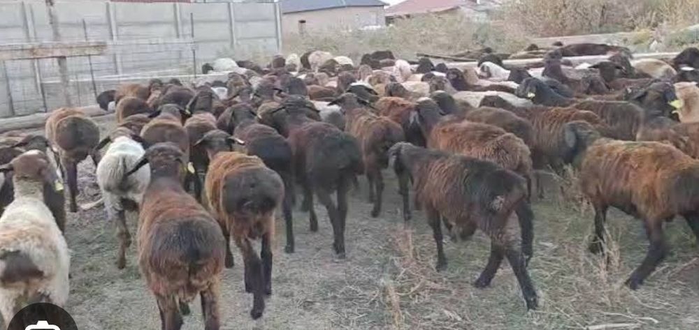 Продам курбан баранов
