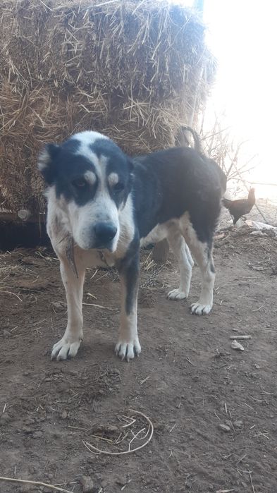 Чўпон кучуклар сотилади