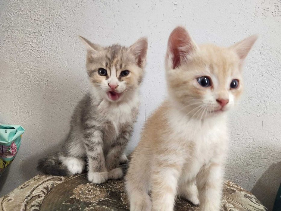 Отдам котят в хорошие руки