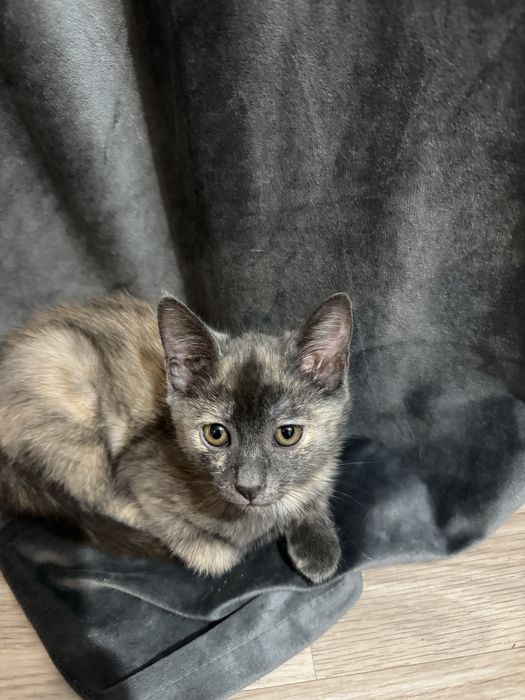 котёнки милые ласковые