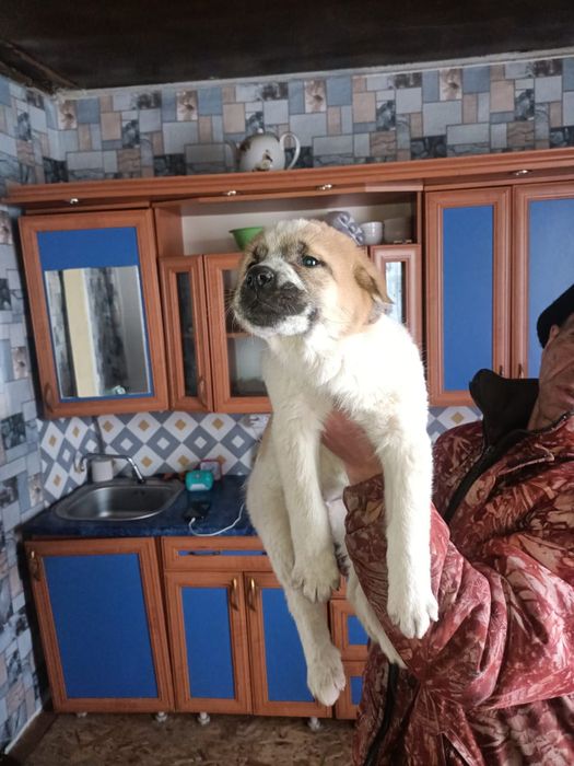 Продам щенков Алабай