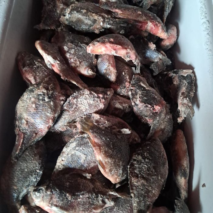 Карась свежий