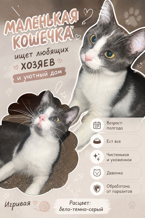 Отдам кошечку в любящие руки