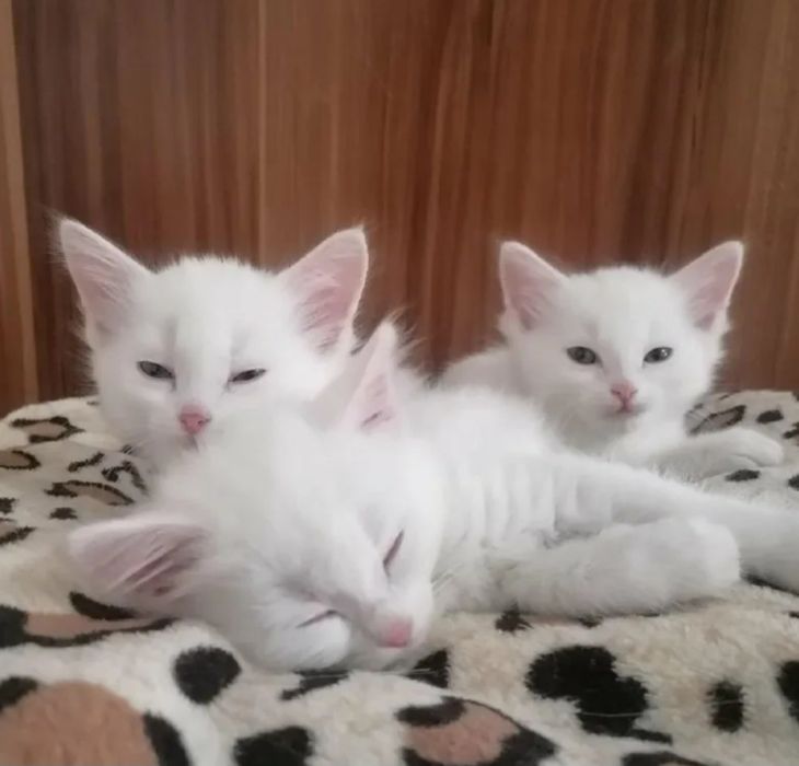Белоснежные котята!