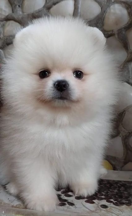 Шпицули мини девочки