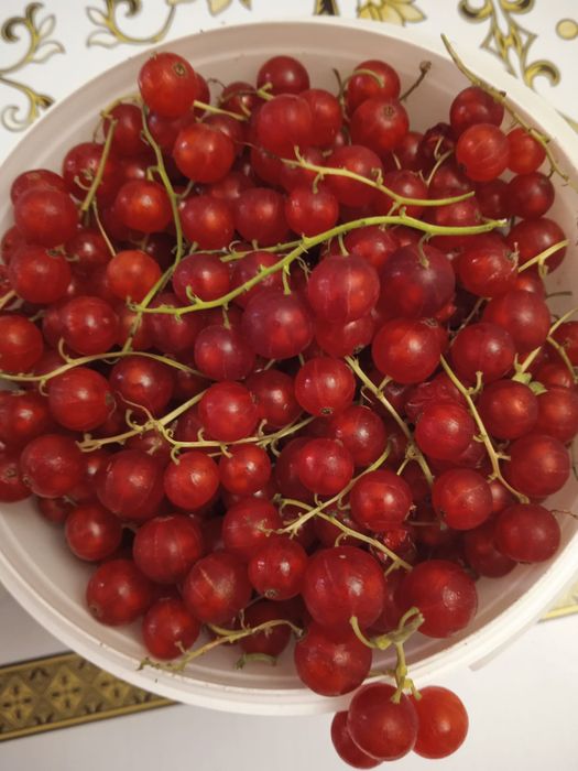 Смородина чёрная и красная